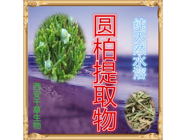 砂仁濃縮粉 全水溶 藥食同源 西安千草現(xiàn)貨