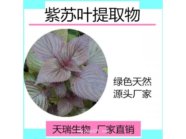 紫蘇粉 天瑞生物廠家批發(fā)