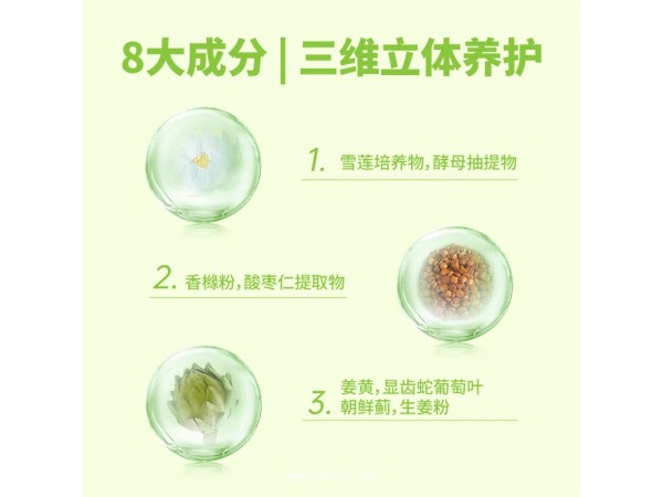 朝鮮薊姜黃雪蓮培養(yǎng)物飲